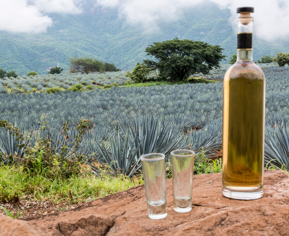 Internationaler Tag der Tequila: Feier einer mexikanischen Legende